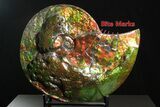 Ammonite Fossil with Mosasaur Bite Marks - Precious Ammolite! #350337-14